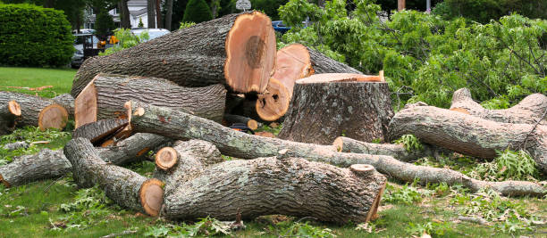 Best Seasonal Cleanup (Spring/Fall)  in Stanaford, WV