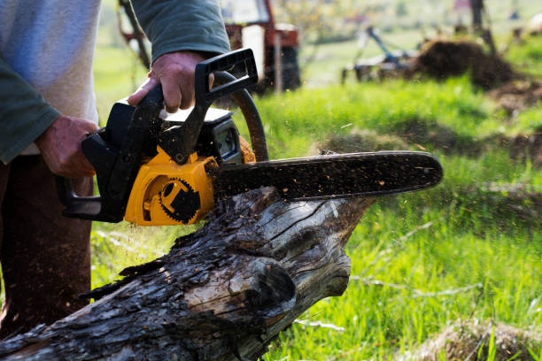 Stanaford, WV Tree Removal Services Company